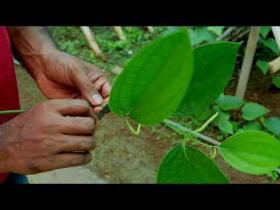 Embedded thumbnail for കരുമുളകിലെ കുള്ളൻ വള്ളി കൃഷിരീതി Dwarf drum method of black pepper