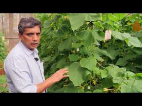 Embedded thumbnail for  Salad Cucumber KPCH-1 Cultivation