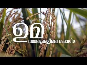 Embedded thumbnail for IMPACT OF UMA | ഉമ, വയലുകളിലെ പൊലിമ | Kerala Agricultural University | കേരള കാർഷിക സർവ്വകലാശാല
