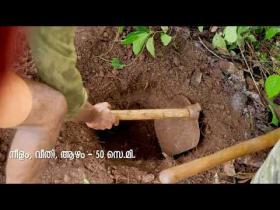 Embedded thumbnail for കുരുമുളക് നടീൽ രീതി Planting of pepper