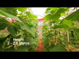 Embedded thumbnail for KPCH 1  Salad Cucumber Hybrid Suitable for Polyhouse Cultivation