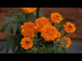 Embedded thumbnail for ചെണ്ടുമല്ലി  കൃഷി   ( Marigold cultivation )