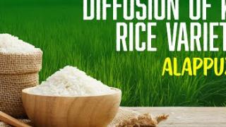 Embedded thumbnail for DIFFUSION OF KAU RICE VARIETIES | ALAPPUZHA | കേരള കാർഷിക സർവ്വകലാശാല പുറത്തിറക്കിയ നെല്ലിനങ്ങൾ