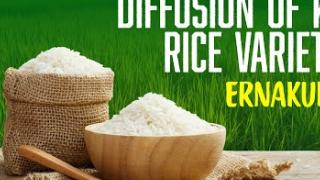 Embedded thumbnail for DIFFUSION OF KAU RICE VARIETIES | ERNAKULAM | കേരള കാർഷിക സർവ്വകലാശാല പുറത്തിറക്കിയ നെല്ലിനങ്ങൾ