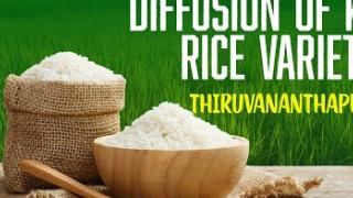 Embedded thumbnail for DIFFUSION OF KAU RICE VARIETIES | TRIVANDRUM | കേരള കാർഷിക സർവ്വകലാശാല പുറത്തിറക്കിയ നെല്ലിനങ്ങൾ