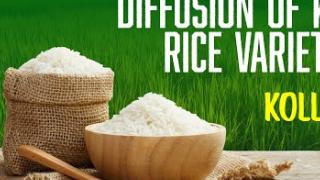 Embedded thumbnail for DIFFUSION OF KAU RICE VARIETIES | KOLLAM | കേരള കാർഷിക സർവ്വകലാശാല പുറത്തിറക്കിയ നെല്ലിനങ്ങൾ