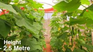 Embedded thumbnail for KPCH 1  Salad Cucumber Hybrid Suitable for Polyhouse Cultivation