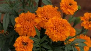 Embedded thumbnail for ചെണ്ടുമല്ലി  കൃഷി   ( Marigold cultivation )
